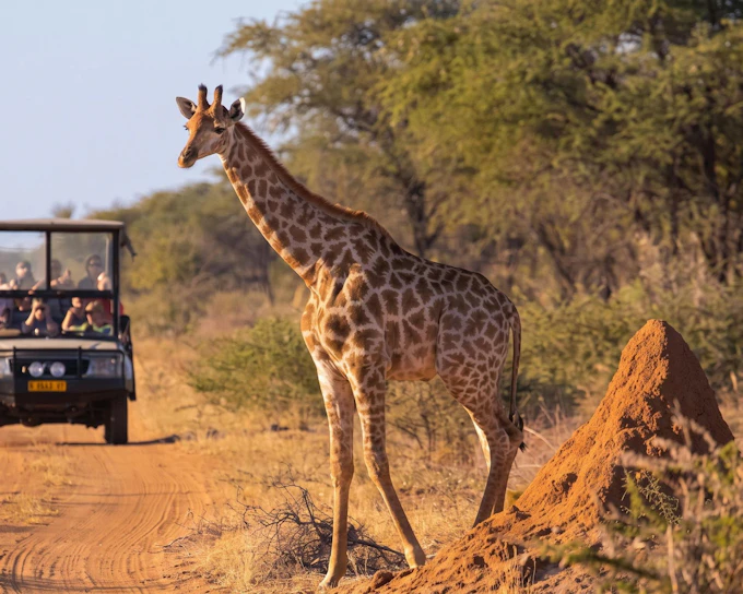 From Hazyview/Hoedspruit: Ultimate Full-Day Kruger Park Safari Drive (Product 52668)