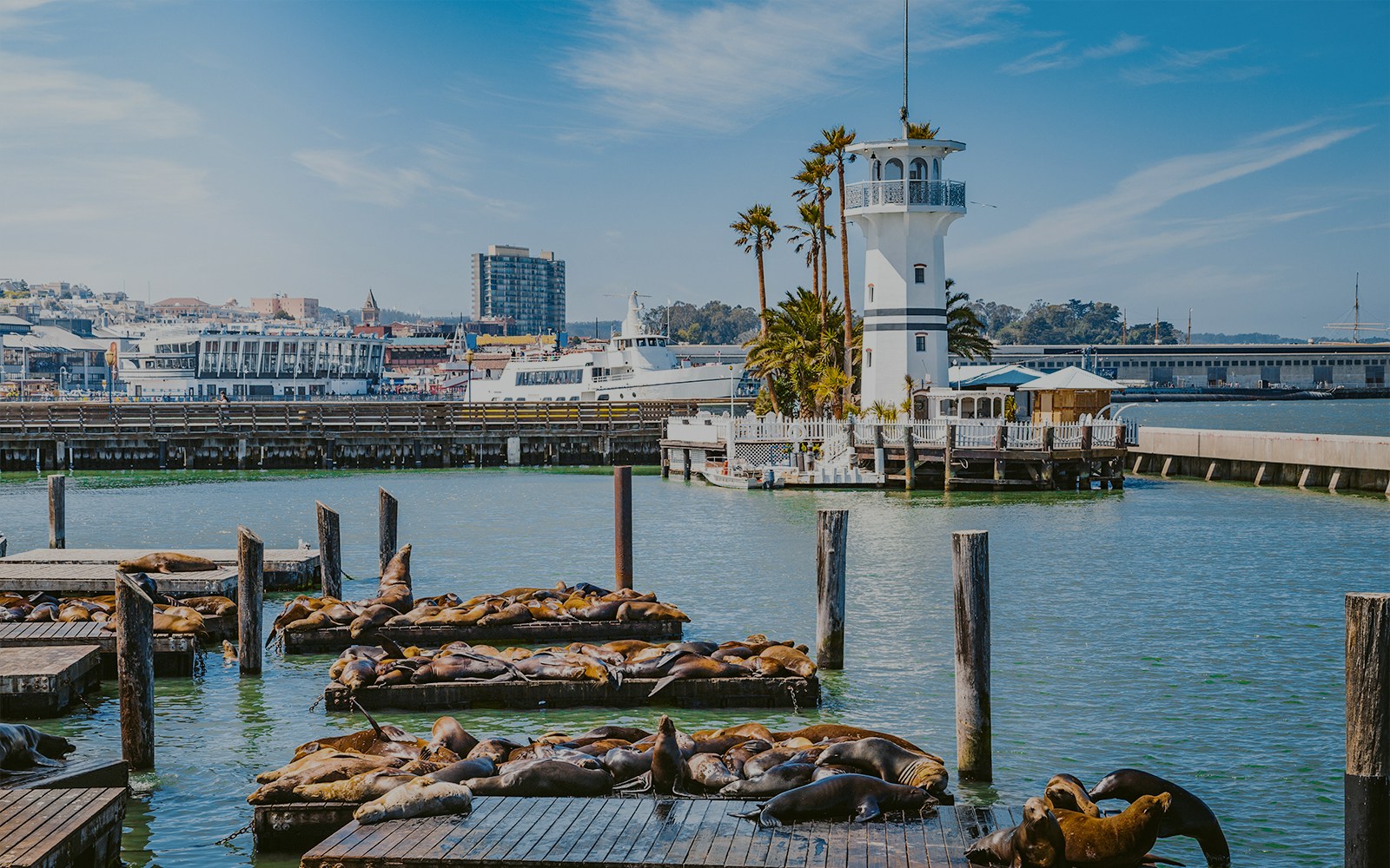 Sea lions resting on docks at Pier 39, Fisherman's Wharf, San Francisco, California.