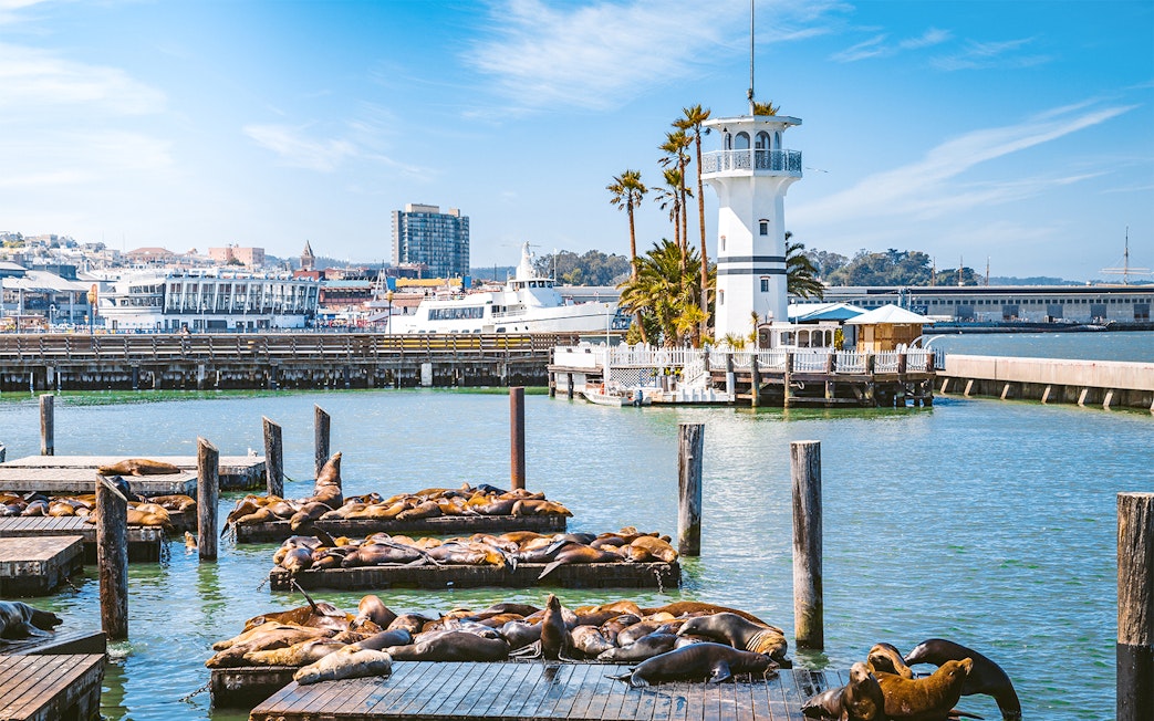 Sea lions resting on docks at Pier 39, Fisherman's Wharf, San Francisco, California.