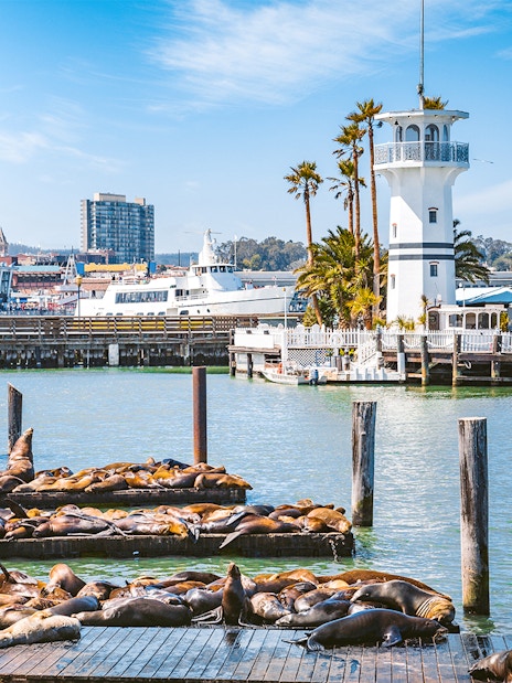 Sea lions resting on docks at Pier 39, Fisherman's Wharf, San Francisco, California.