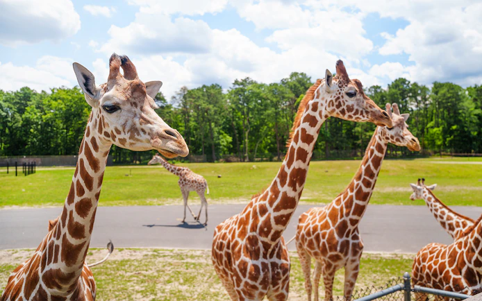 Giraffes at Six Flags Wild Safari during an off-road adventure.