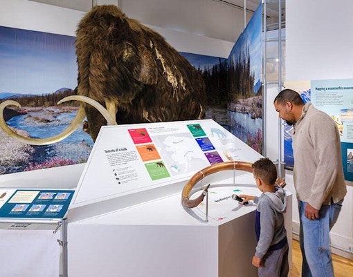 Mammoth tusk display at the American Museum of Natural History elephant exhibit.