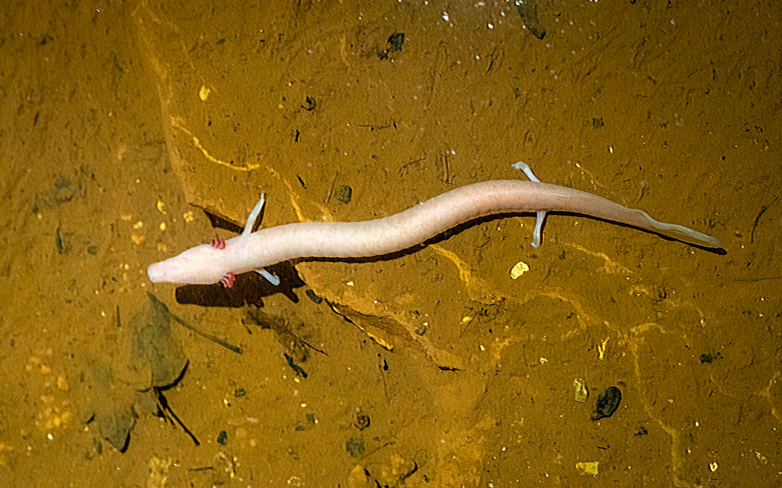 Olm, Proteus anguinus, in a cave environment.