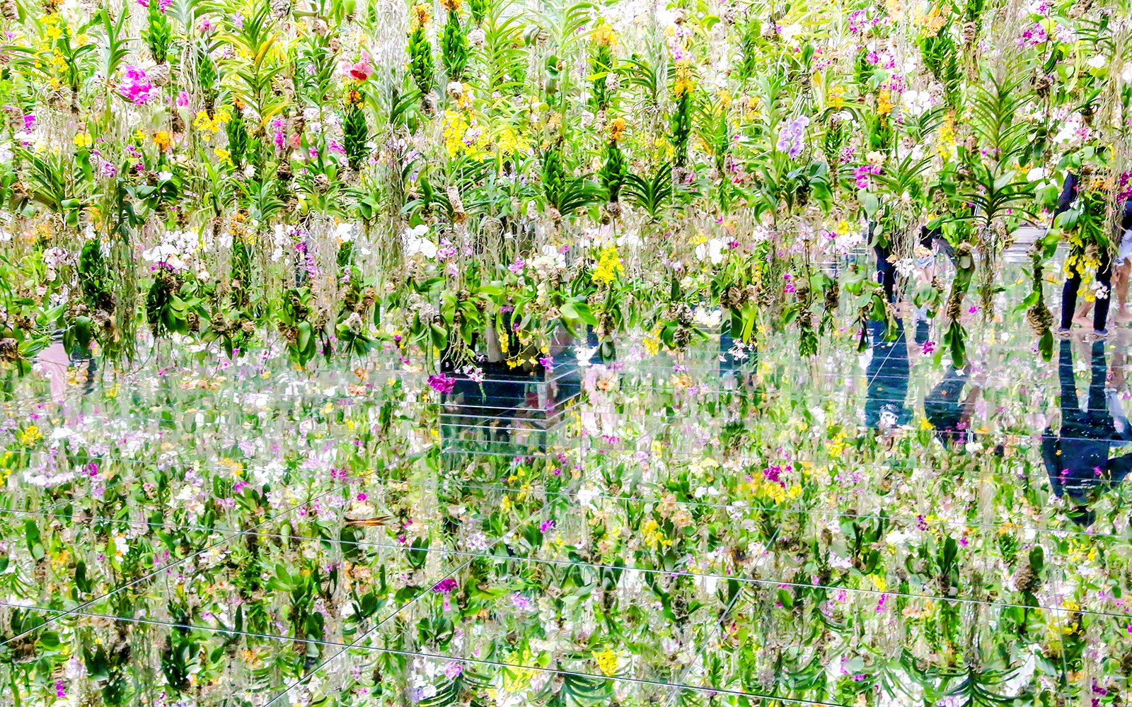 Teamlab Garden Tokyo digital art installation with vibrant light displays and interactive exhibits.