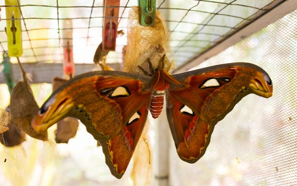 Hercules Coscinocera butterfly emerging from cocoon in a butterfly sanctuary.