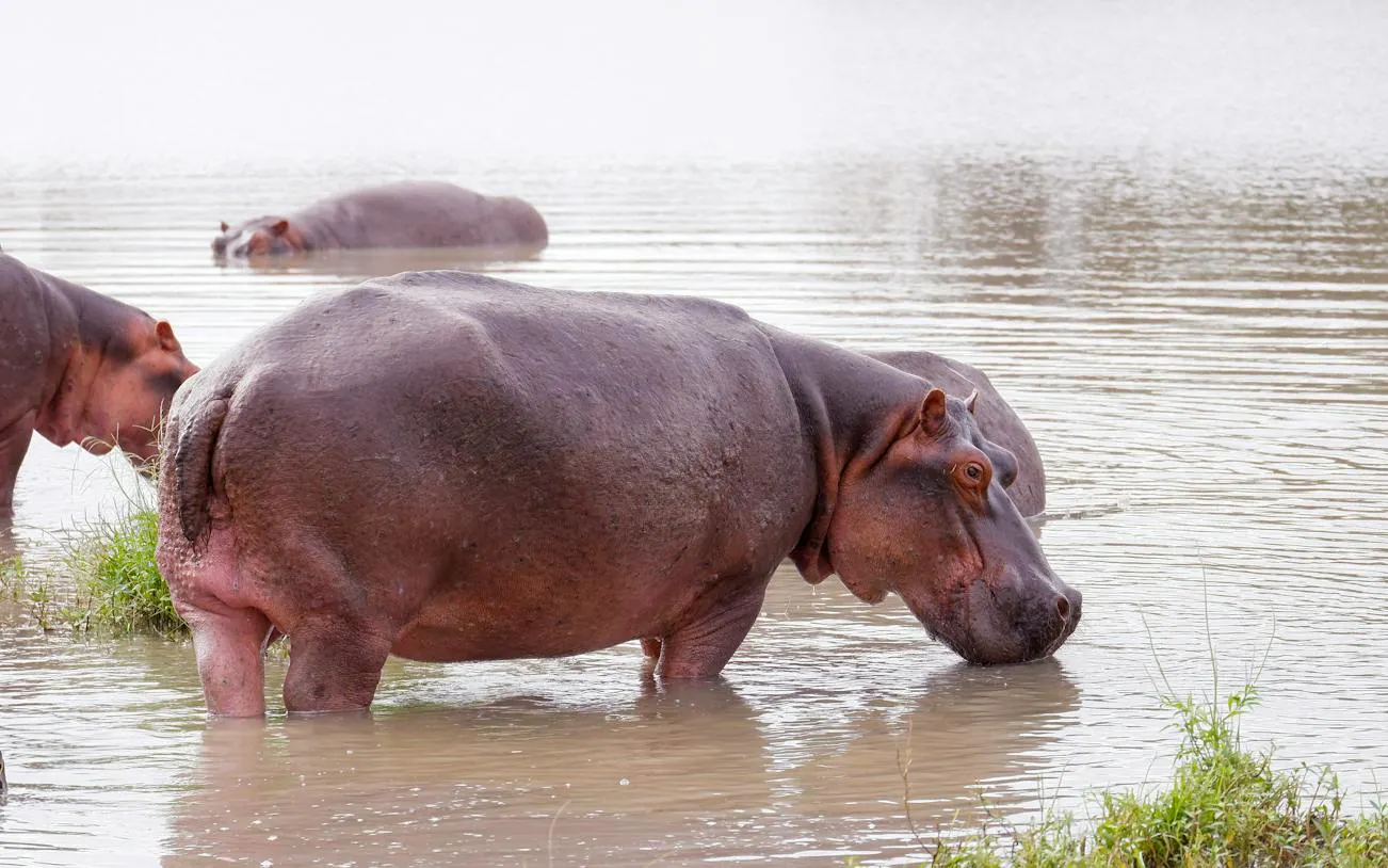 Hippos wading in water at Saadani National Park during a Zanzibar day trip.