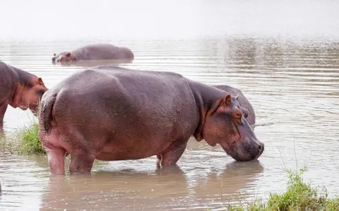Hippos wading in water at Saadani National Park during a Zanzibar day trip.