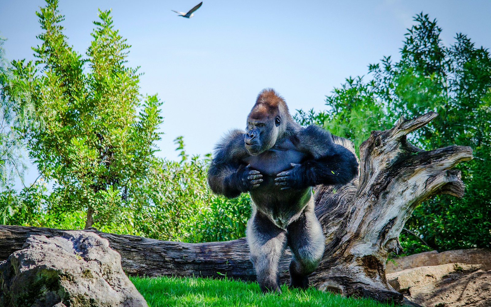 Gorilla walking near a log at Bioparc Valencia.