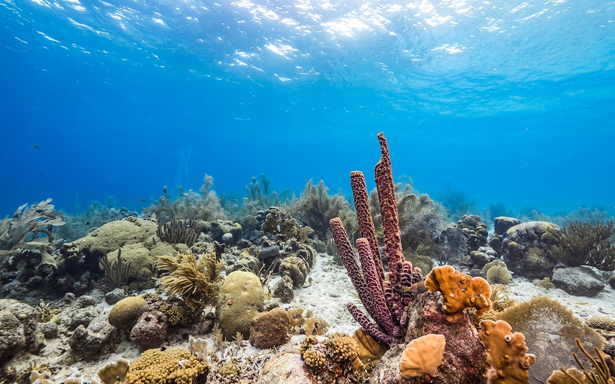 Coral reef and marine life underwater at Nemo Island near Pattaya.