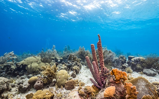 Coral reef and marine life underwater at Nemo Island near Pattaya.