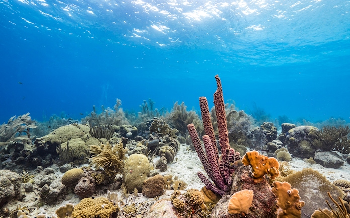 Coral reef and marine life underwater at Nemo Island near Pattaya.