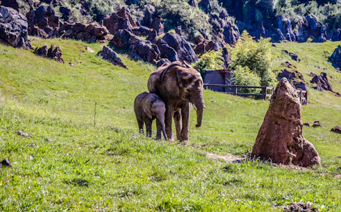 Female elephant with calf in Cabarceno Nature Park, Spain.