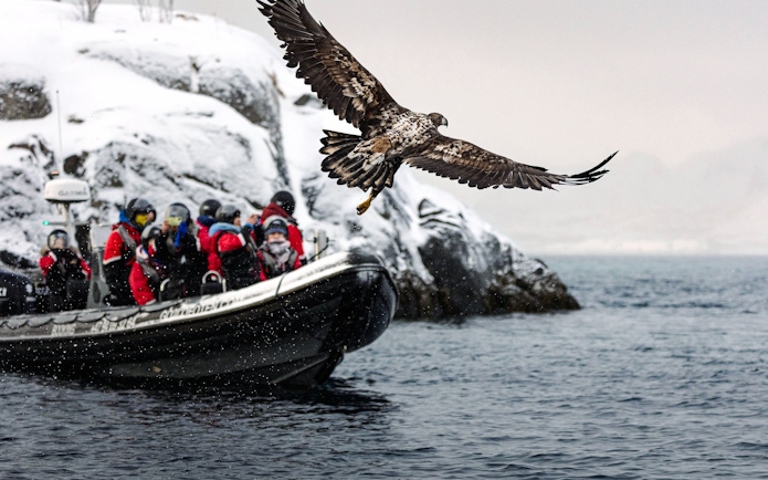 White-tailed eagle flying near RIB boat with tourists in Lofoten.