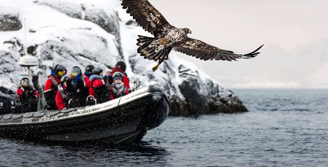 White-tailed eagle flying near RIB boat with tourists in Lofoten.