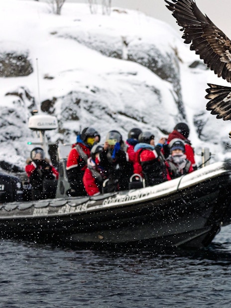 White-tailed eagle flying near RIB boat with tourists in Lofoten.
