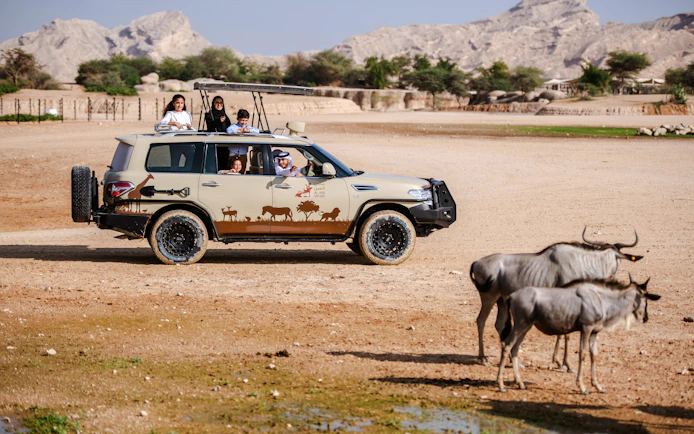 Safari vehicle with tourists observing wildebeests at Al Ain Zoo, UAE.