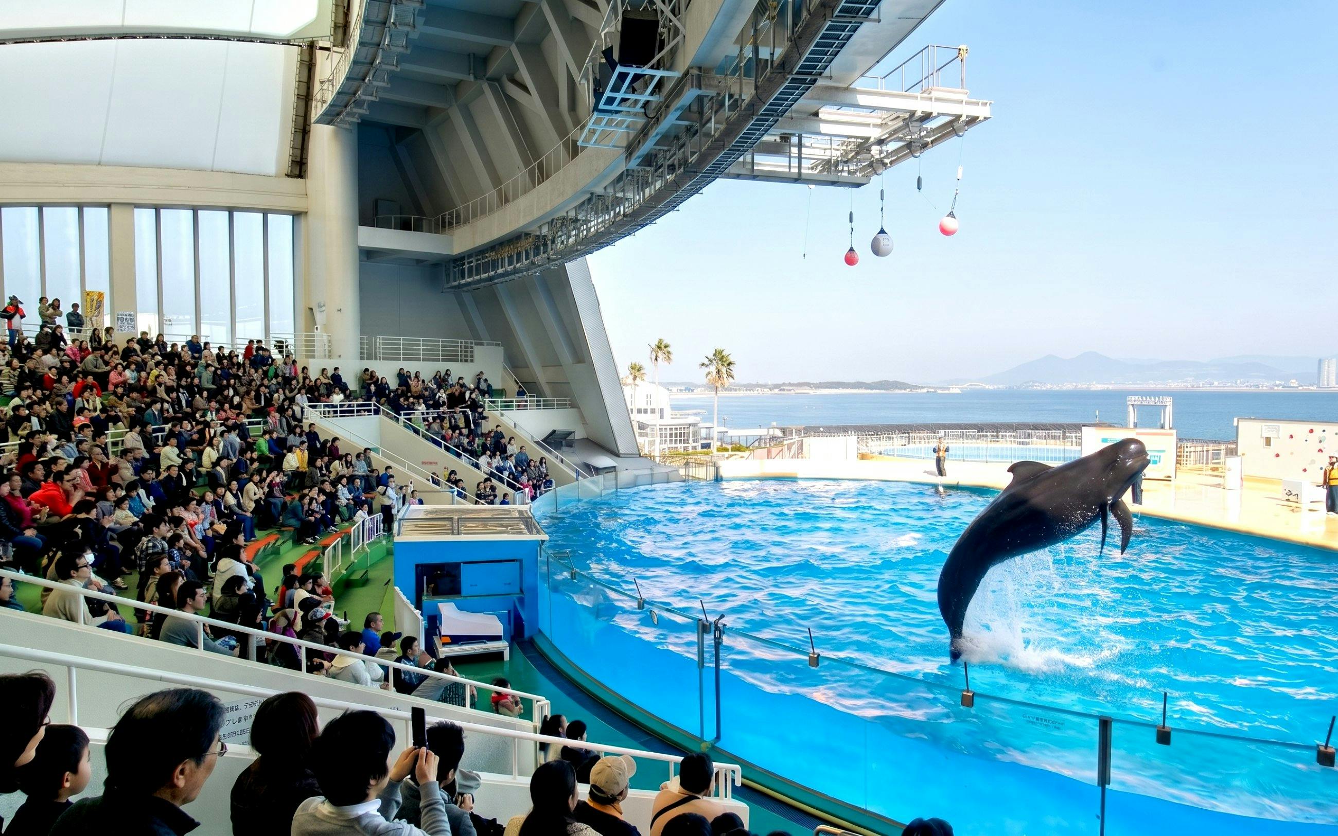 Dolphin show at Marine World Fukuoka with audience and ocean view.