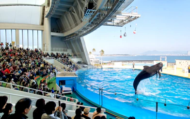 Dolphin show at Marine World Fukuoka with audience and ocean view.