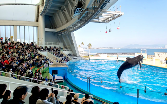 Dolphin show at Marine World Fukuoka with audience and ocean view.
