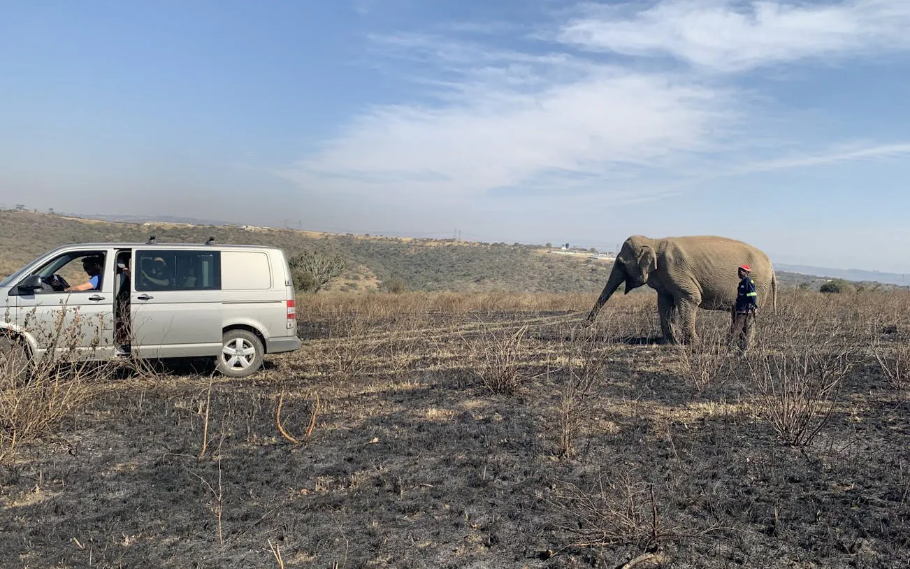 Van and elephant in open field during Durban Lion Park tour.