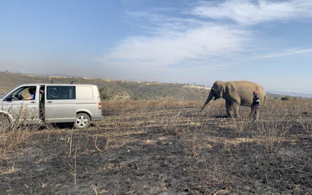 From Durban: Lion Park, Birds of Prey, Tala Game Reserve and PheZulu Village Shared Safari Tour