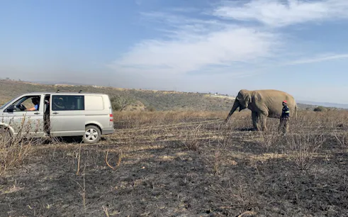 Van and elephant in open field during Durban Lion Park tour.