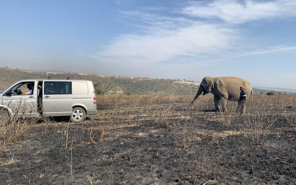 From Durban: Lion Park, Birds of Prey, Tala Game Reserve and PheZulu Village Shared Safari Tour