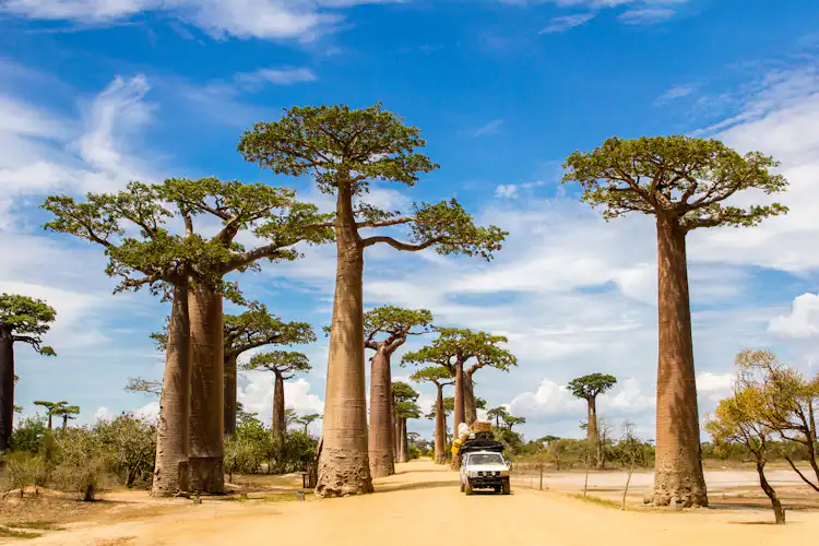 Alley of the Baobabs Madagascar