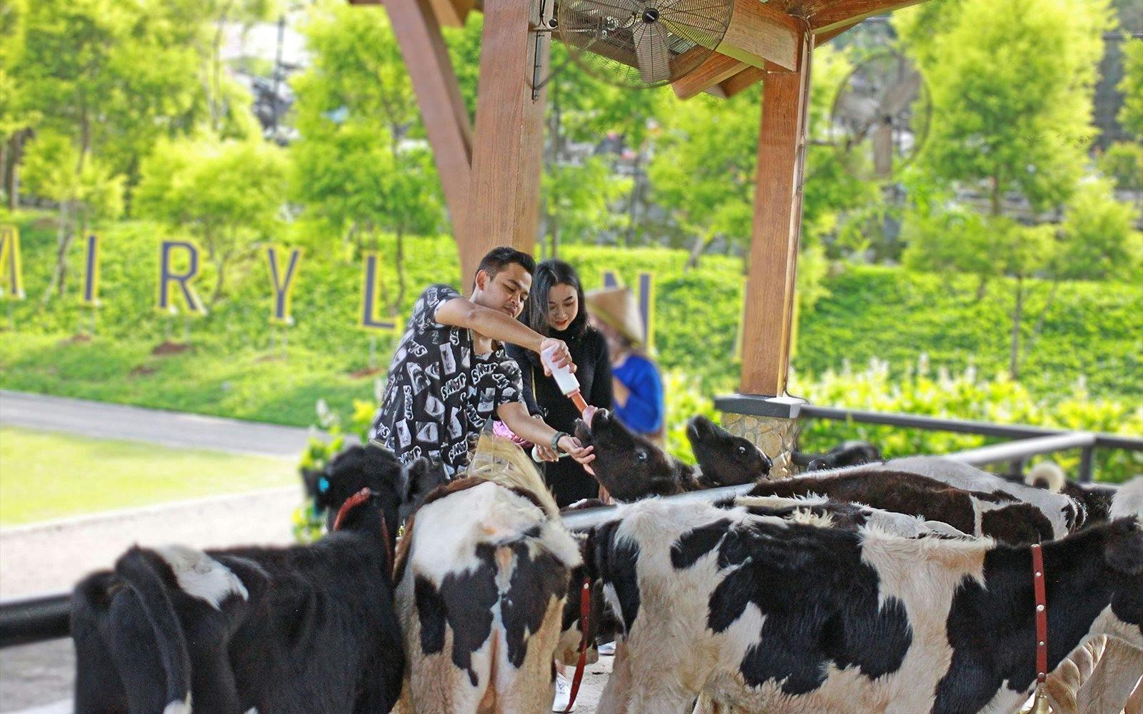 Feeding calves at Dairyland Riverside Puncak.