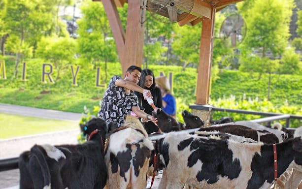 Feeding calves at Dairyland Riverside Puncak.
