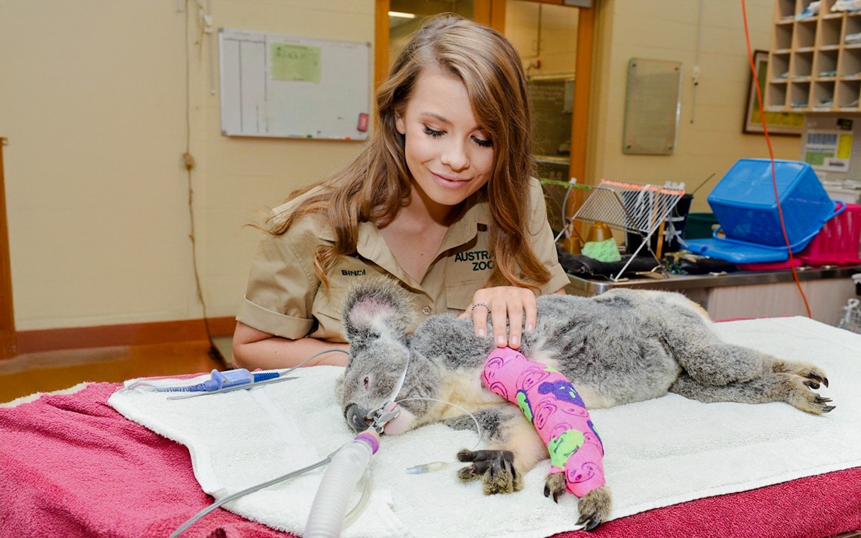 Koala receiving care at Australia Zoo animal hospital.