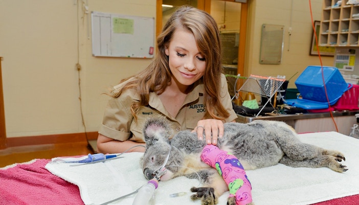 Koala receiving care at Australia Zoo