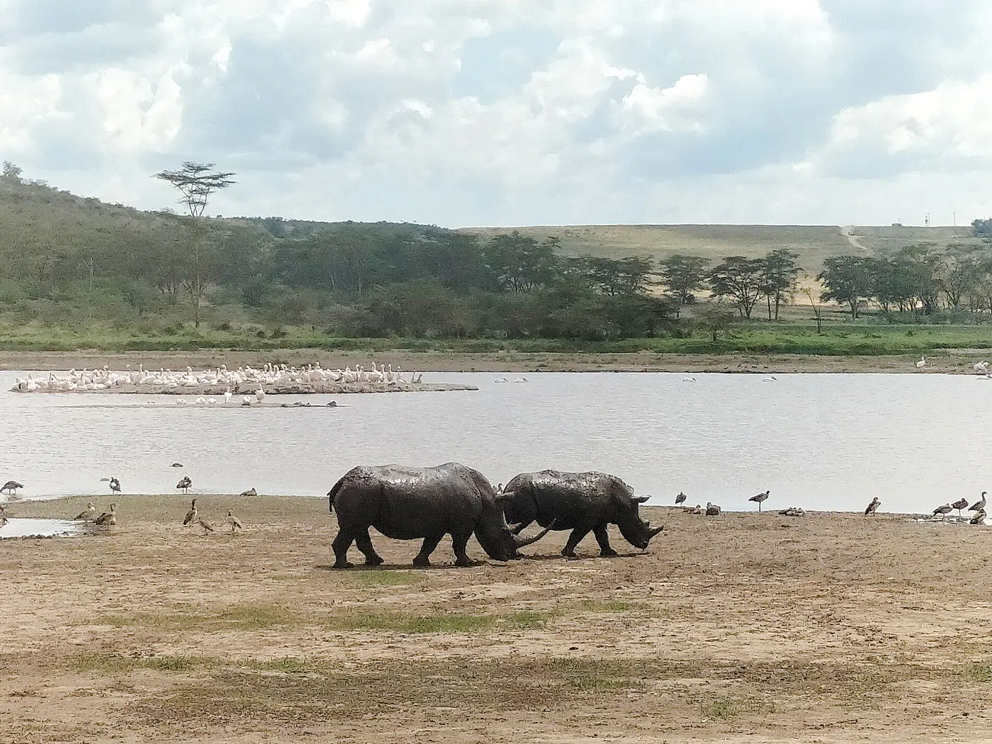 Rhinos by a lake with flamingos in Masai Mara, Kenya.