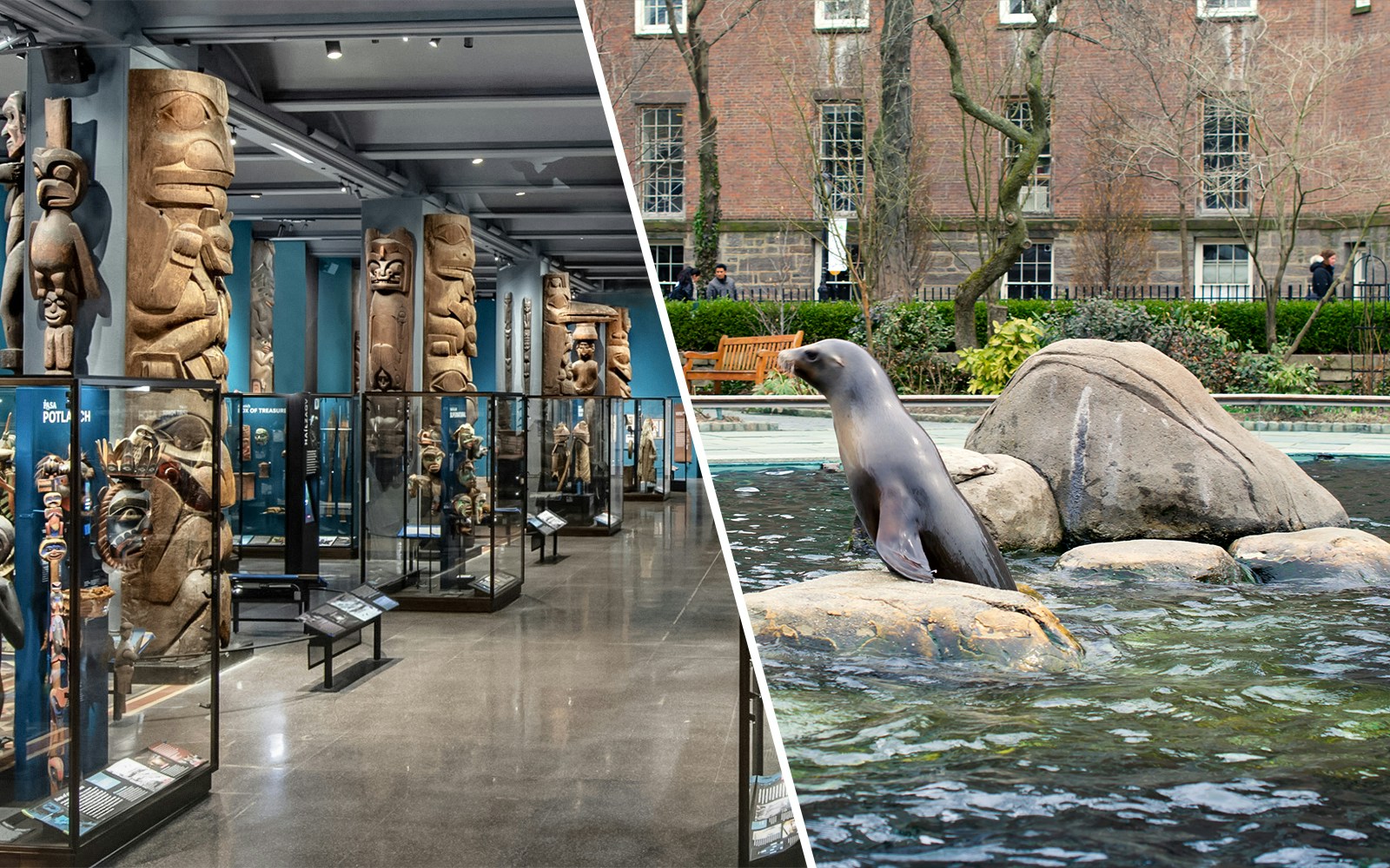 American Museum of Natural History exhibits and sea lion at Central Park Zoo, New York City.