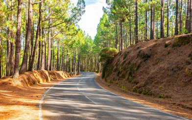 Winding road through pine forest in Teide National Park, Tenerife.