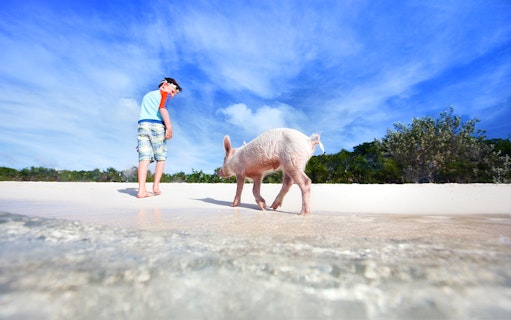 rose island : excursion d'une demi-journée pour nager avec les cochons (adaptée aux excursions à terre)-5