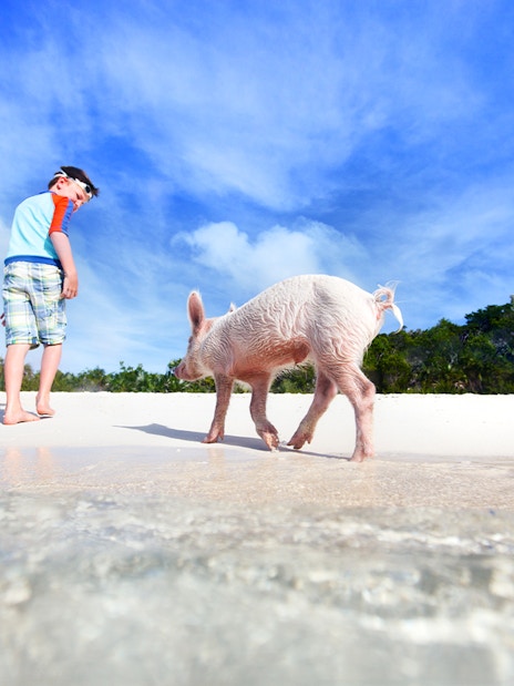 rose island : excursion d'une demi-journée pour nager avec les cochons (adaptée aux excursions à terre)-5