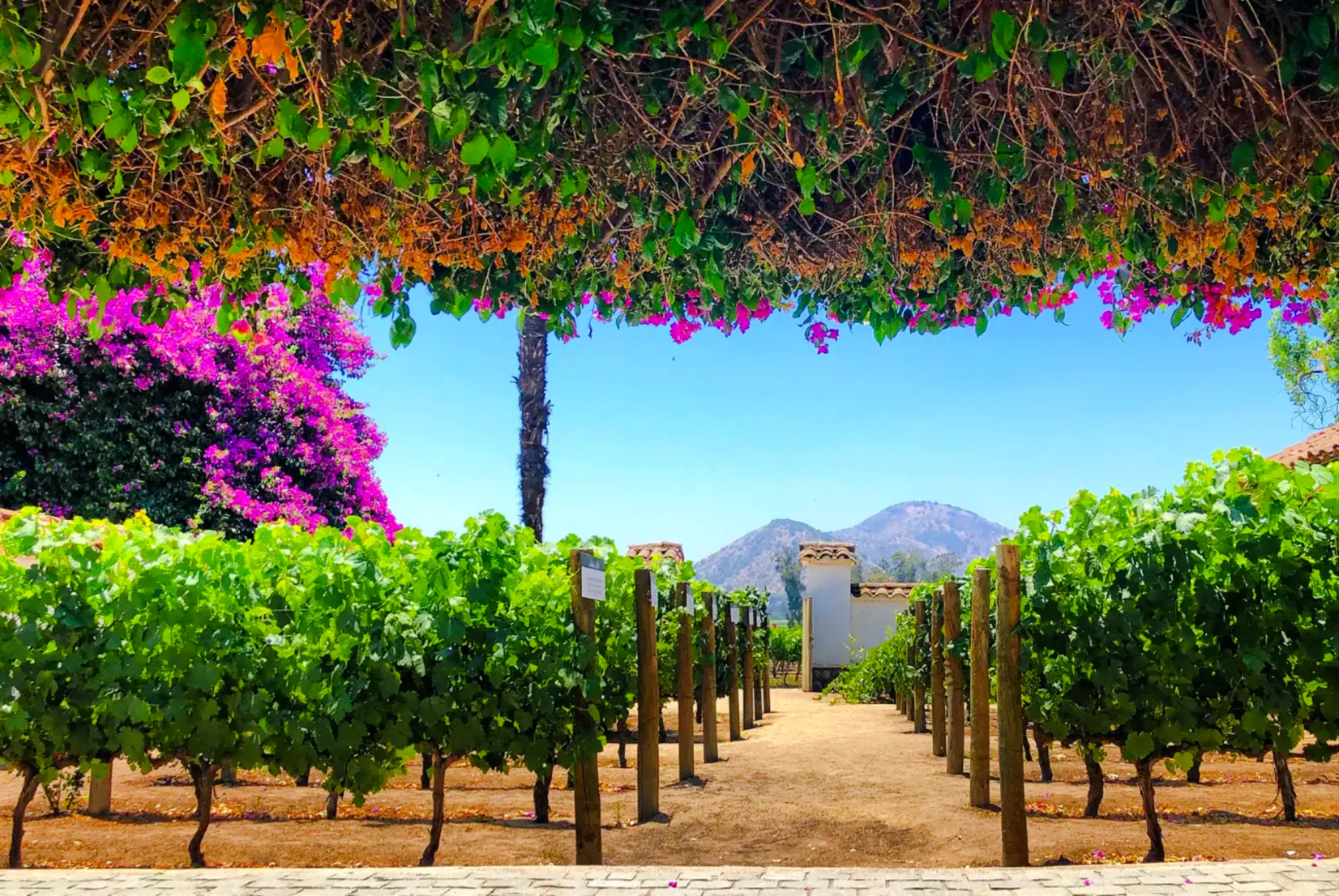 Santa Rita Vineyard with grapevines and mountain view, Santiago.