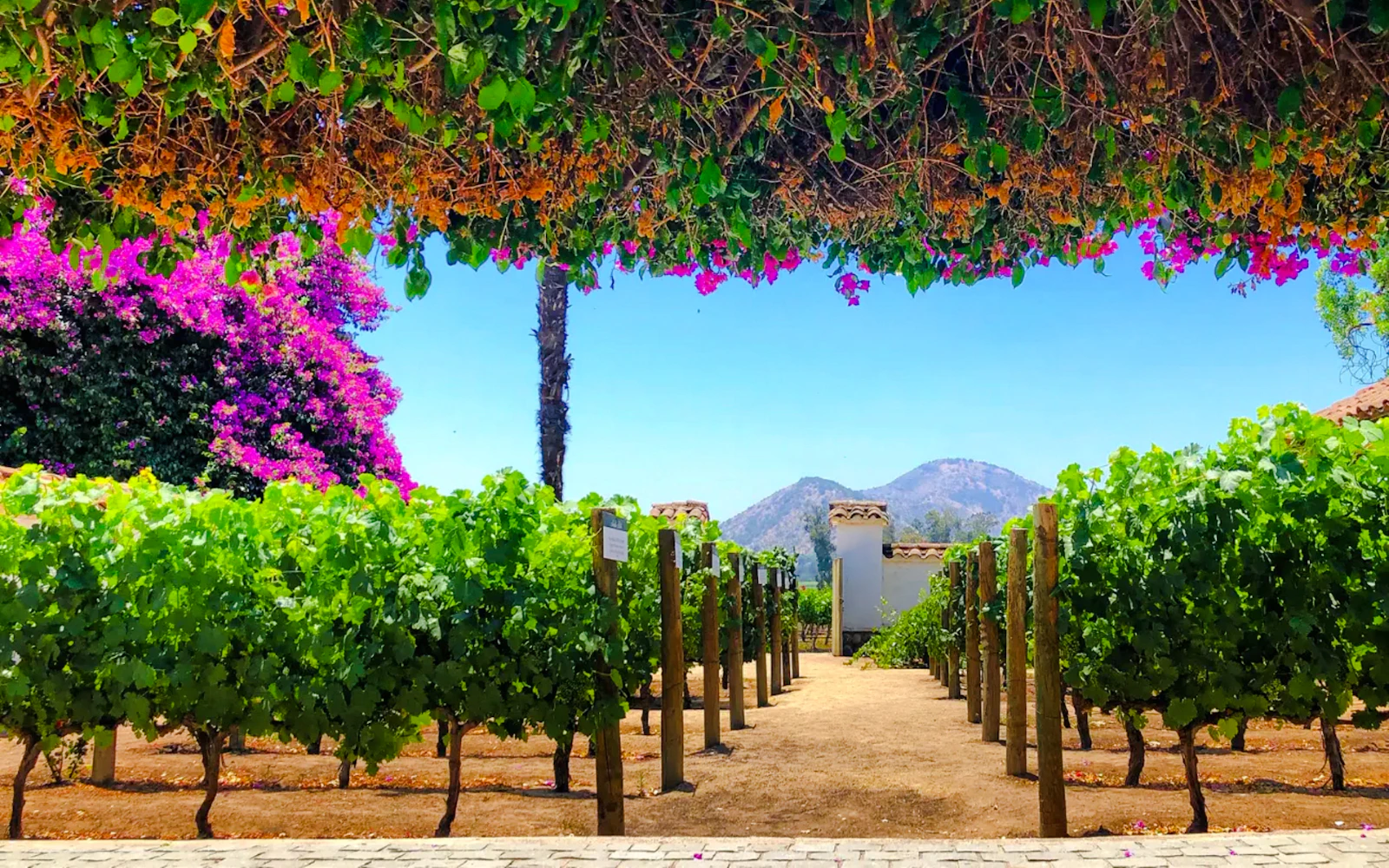 From Santiago: Santa Rita Vineyard Tour with Wine Tasting and Picnic (Product 56306)