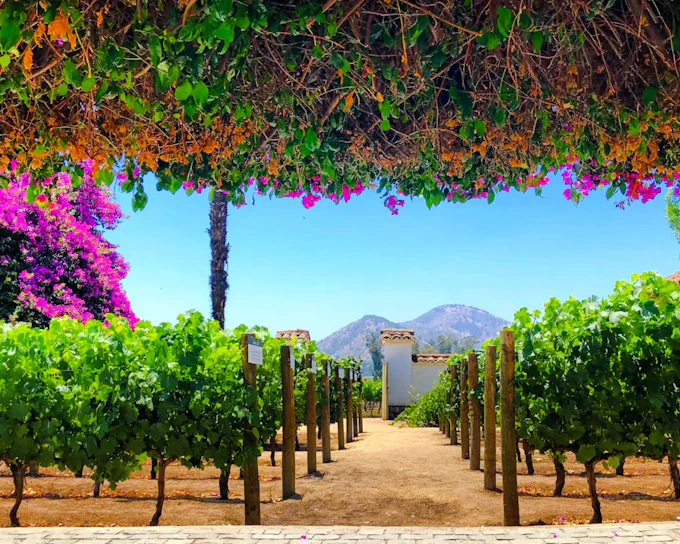 From Santiago: Santa Rita Vineyard Tour with Wine Tasting and Picnic (Product 56306)