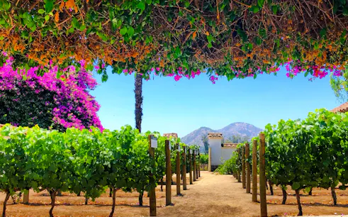 Santa Rita Vineyard with grapevines and mountain view, Santiago.
