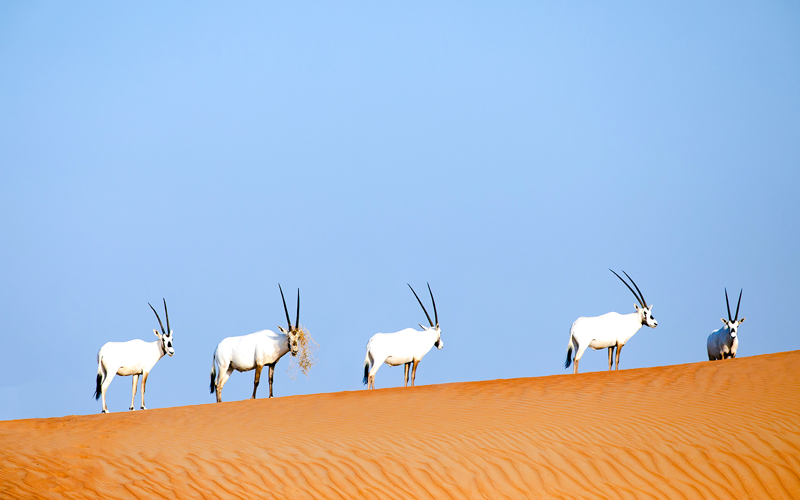 Endangered Arabian oryx walking on sand dune in desert landscape.