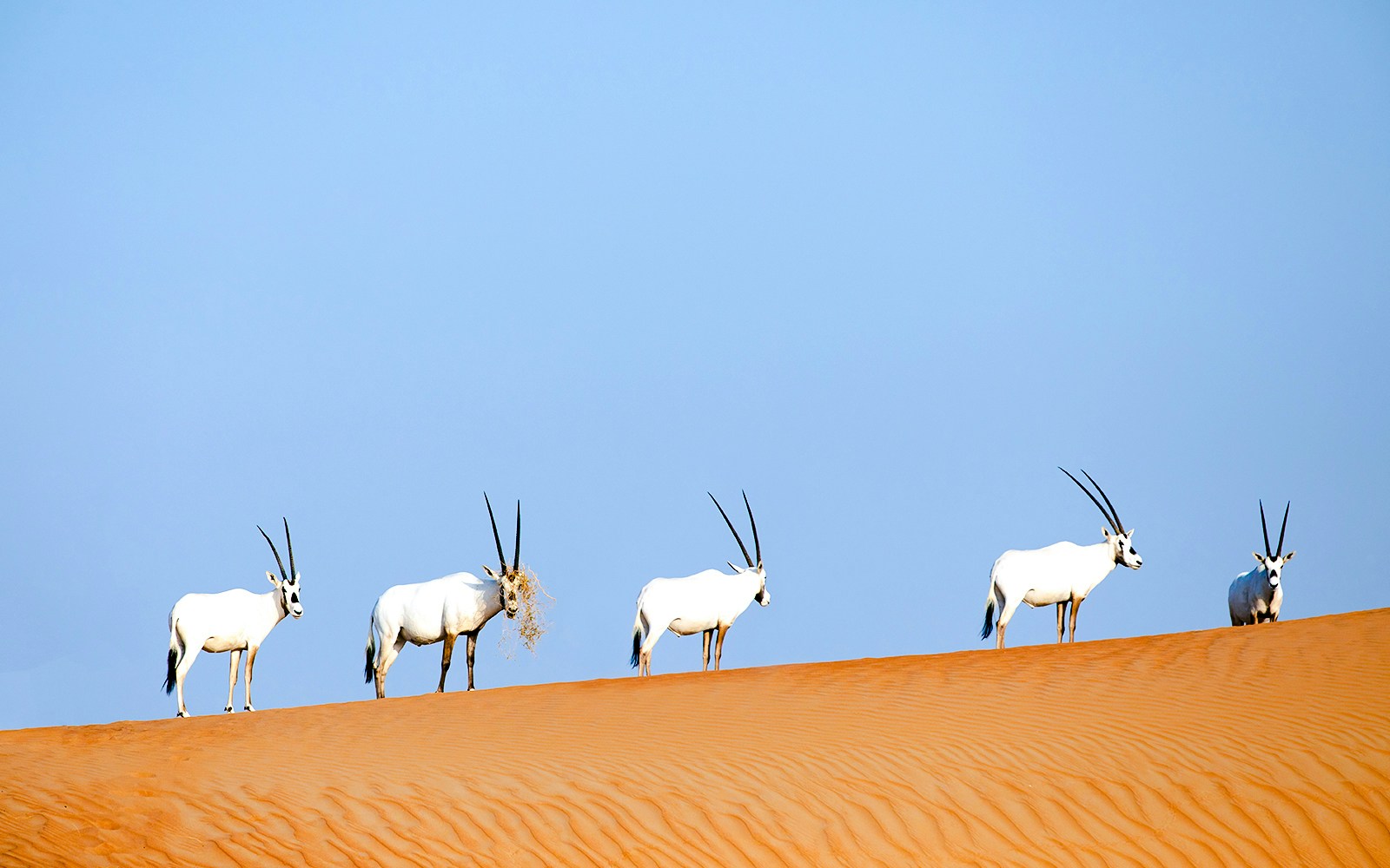 Endangered Arabian oryx walking on sand dune in desert landscape.