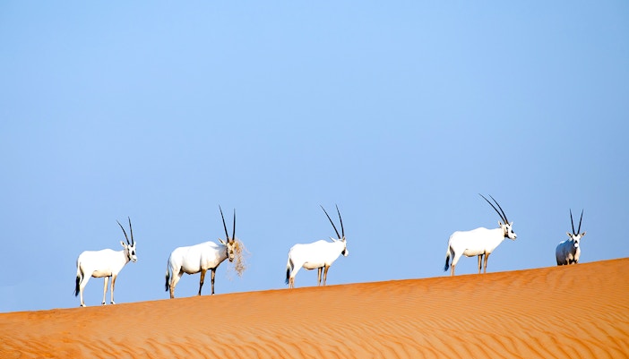 Endangered Arabian oryx walking on sand dune in desert landscape.