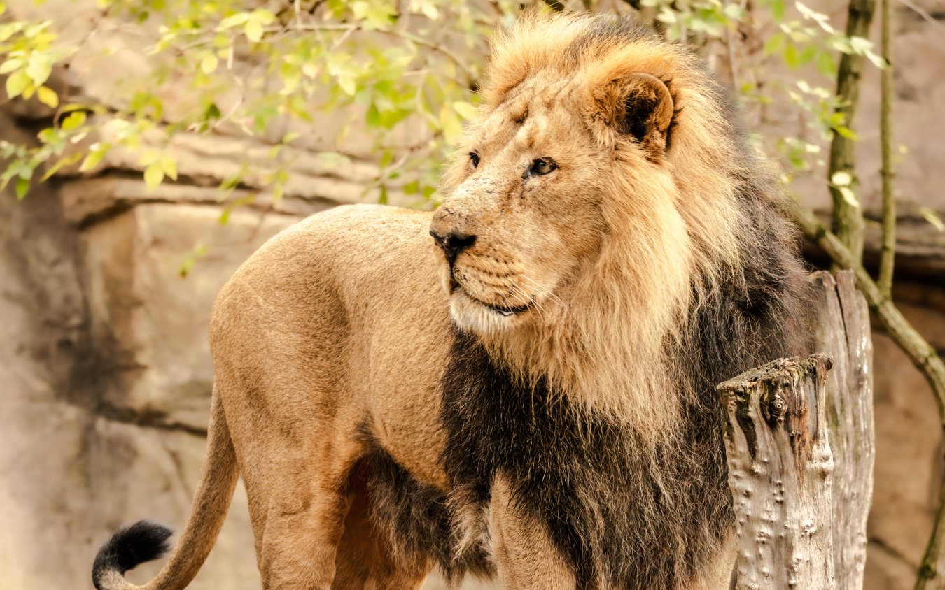 Asiatic lion standing in its enclosure at the London Zoo.