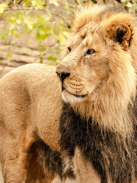 Asiatic lion standing in its enclosure at the London Zoo.