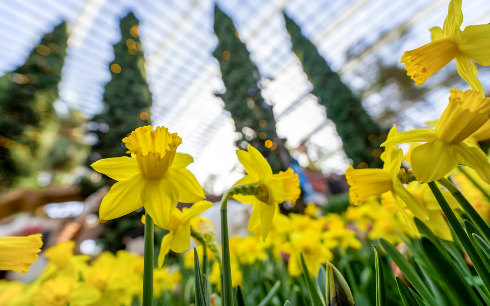 Iluminaciones especiales