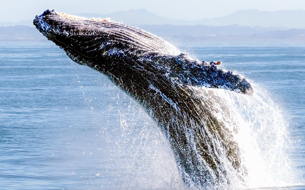 Humpback whale breaching ocean surface near Vancouver, Canada.