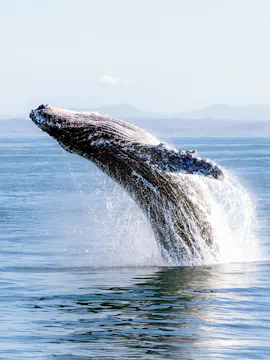 Excursions d'observation des baleines à Victoria