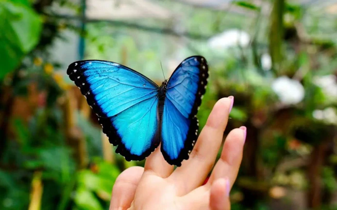 Blue butterfly resting on a hand at Butterfly Gardens, Abu Dhabi.